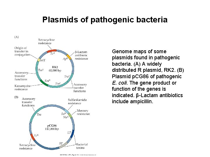 Plasmids of pathogenic bacteria Genome maps of some plasmids found in pathogenic bacteria. (A) Plasmids of pathogenic bacteria Genome maps of some plasmids found in pathogenic bacteria. (A)