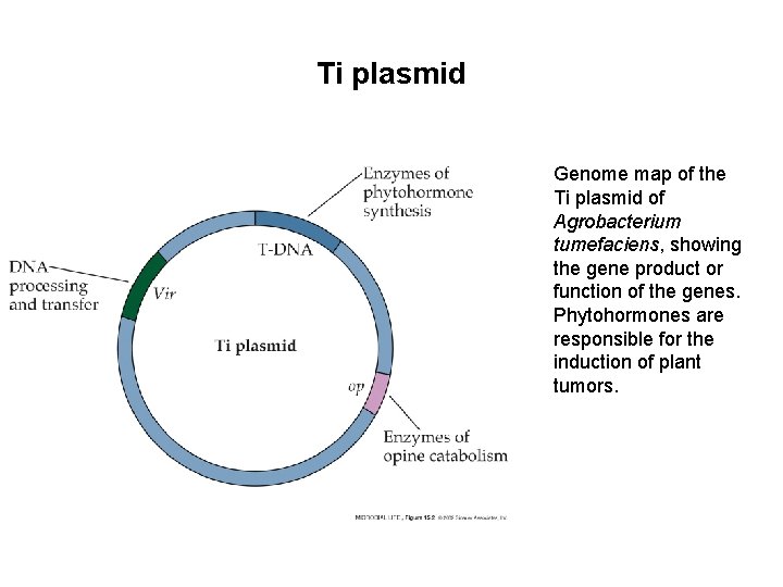 Ti plasmid Genome map of the Ti plasmid of Agrobacterium tumefaciens, showing the gene Ti plasmid Genome map of the Ti plasmid of Agrobacterium tumefaciens, showing the gene