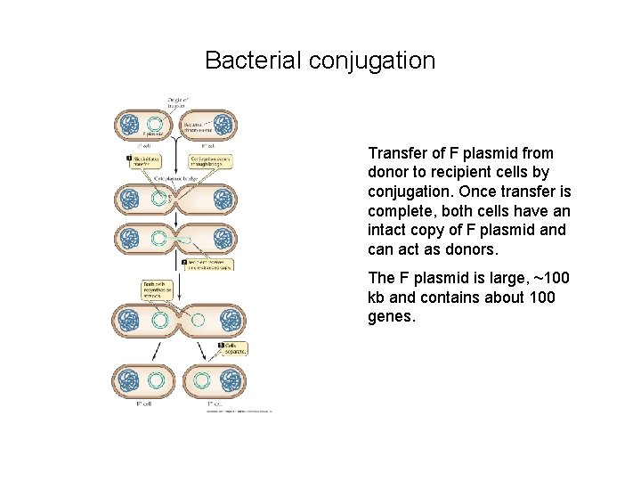 Bacterial conjugation Transfer of F plasmid from donor to recipient cells by conjugation. Once Bacterial conjugation Transfer of F plasmid from donor to recipient cells by conjugation. Once