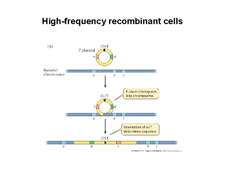 High-frequency recombinant cells High-frequency recombinant cells