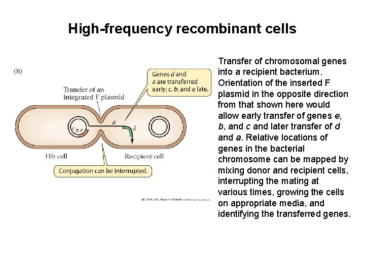 High-frequency recombinant cells Transfer of chromosomal genes into a recipient bacterium. Orientation of the High-frequency recombinant cells Transfer of chromosomal genes into a recipient bacterium. Orientation of the