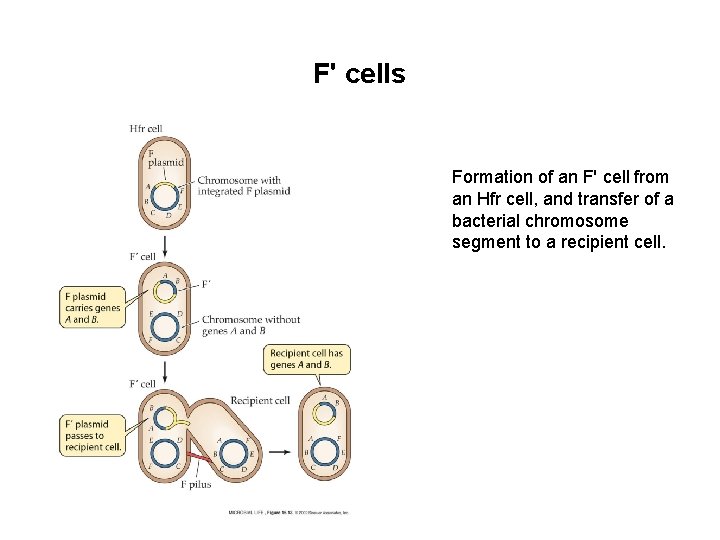 F' cells Formation of an F' cell from an Hfr cell, and transfer of F' cells Formation of an F' cell from an Hfr cell, and transfer of