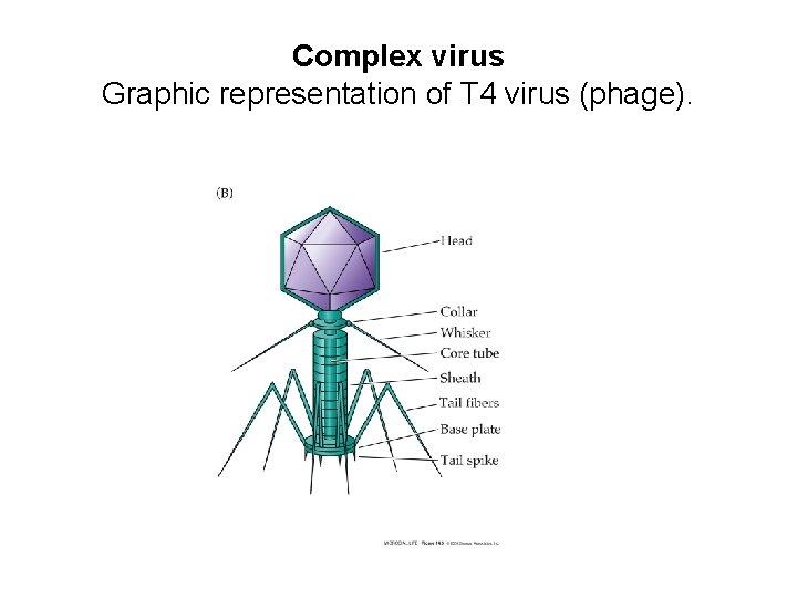 Complex virus Graphic representation of T 4 virus (phage). Complex virus Graphic representation of T 4 virus (phage).