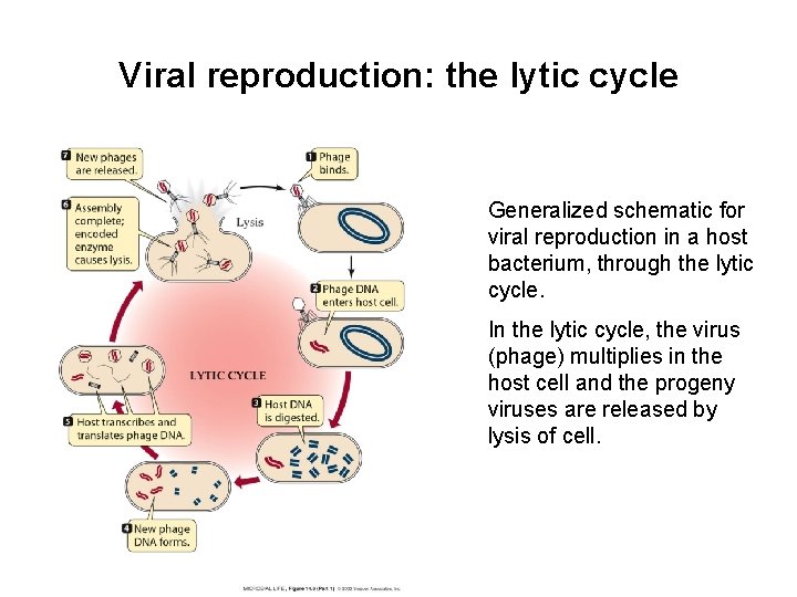 Viral reproduction: the lytic cycle Generalized schematic for viral reproduction in a host bacterium, Viral reproduction: the lytic cycle Generalized schematic for viral reproduction in a host bacterium,