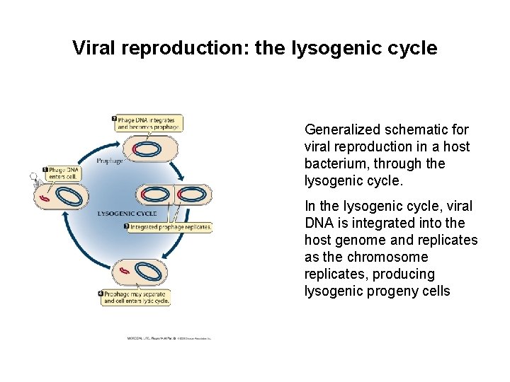 Viral reproduction: the lysogenic cycle Generalized schematic for viral reproduction in a host bacterium, Viral reproduction: the lysogenic cycle Generalized schematic for viral reproduction in a host bacterium,
