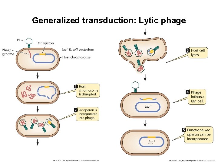 Generalized transduction: Lytic phage Generalized transduction: Lytic phage