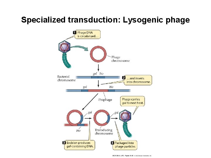 Specialized transduction: Lysogenic phage Specialized transduction: Lysogenic phage