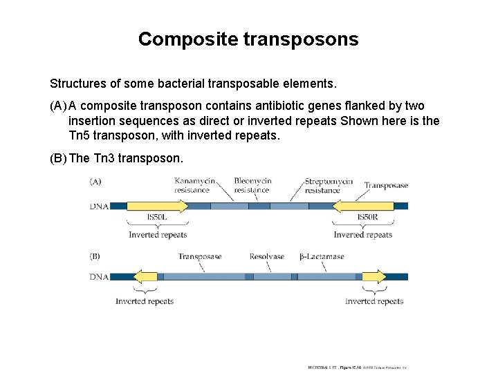 Composite transposons Structures of some bacterial transposable elements. (A) A composite transposon contains antibiotic Composite transposons Structures of some bacterial transposable elements. (A) A composite transposon contains antibiotic