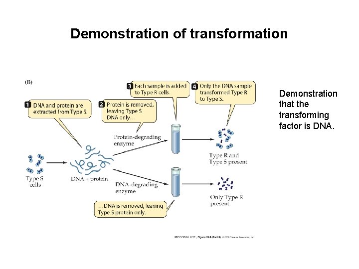 Demonstration of transformation Demonstration that the transforming factor is DNA. Demonstration of transformation Demonstration that the transforming factor is DNA.