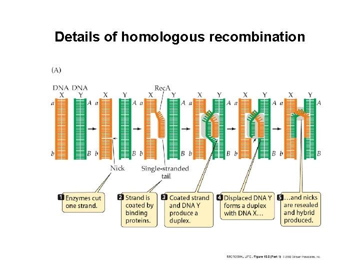 Details of homologous recombination Details of homologous recombination