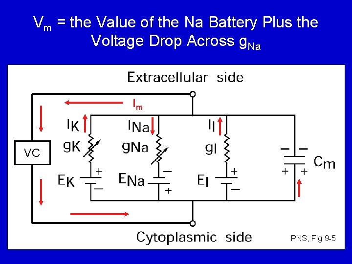 Vm = the Value of the Na Battery Plus the Voltage Drop Across g.