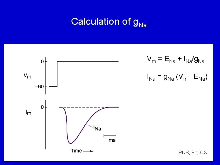 Calculation of g. Na Vm = ENa + INa/g. Na INa = g. Na