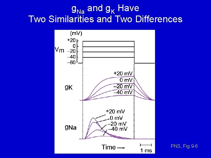 g. Na and g. K Have Two Similarities and Two Differences PNS, Fig 9