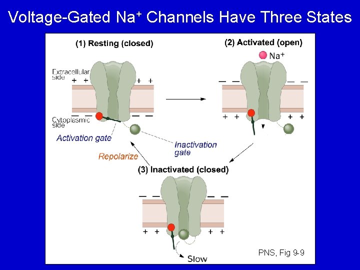 Voltage-Gated Na+ Channels Have Three States PNS, Fig 9 -9 