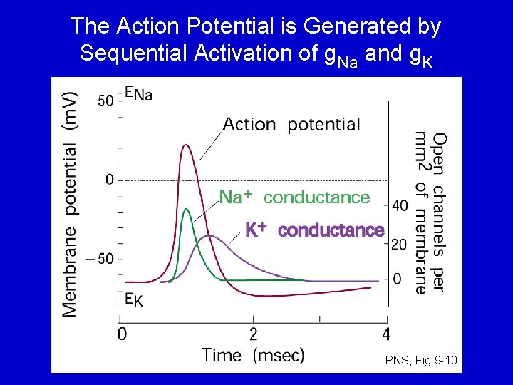 The Action Potential is Generated by Sequential Activation of g. Na and g. K