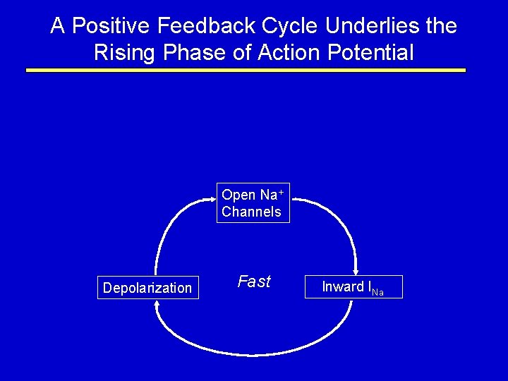 A Positive Feedback Cycle Underlies the Rising Phase of Action Potential Open Na+ Channels