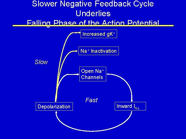 Slower Negative Feedback Cycle Underlies Falling Phase of the Action Potential Increased g. K+