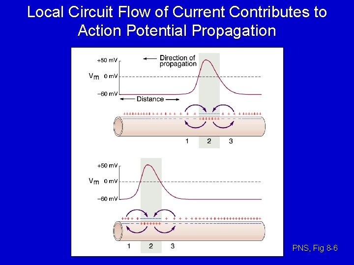 Local Circuit Flow of Current Contributes to Action Potential Propagation PNS, Fig 8 -6