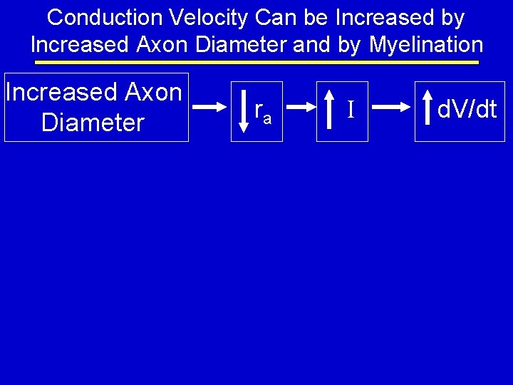 Conduction Velocity Can be Increased by Increased Axon Diameter and by Myelination Increased Axon