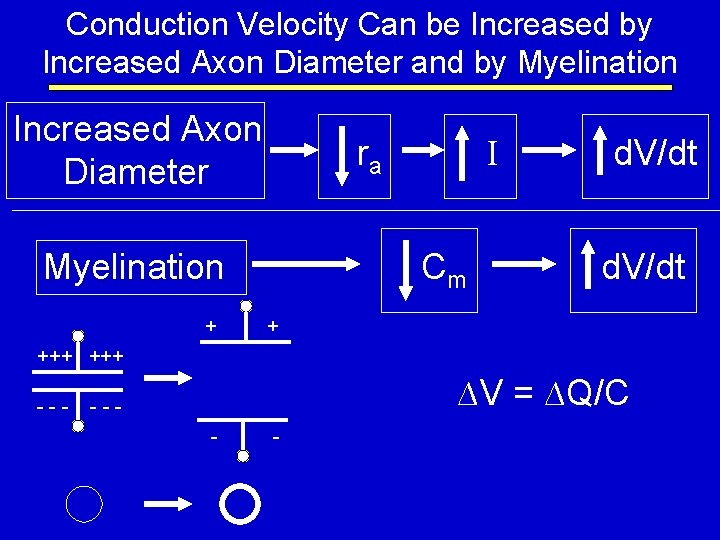 Conduction Velocity Can be Increased by Increased Axon Diameter and by Myelination Increased Axon