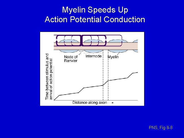 Myelin Speeds Up Action Potential Conduction PNS, Fig 8 -8 