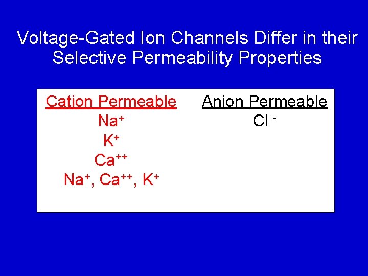 Voltage-Gated Ion Channels Differ in their Selective Permeability Properties Cation Permeable Na+ K+ Ca++