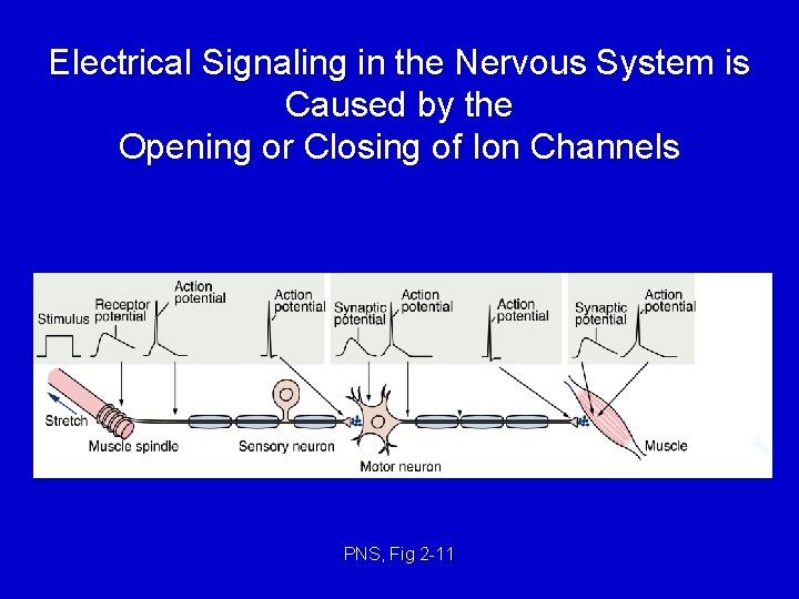 Electrical Signaling in the Nervous System is Caused by the Opening or Closing of