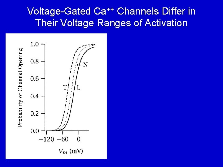 Probability of Channel Opening Voltage-Gated Ca++ Channels Differ in Their Voltage Ranges of Activation