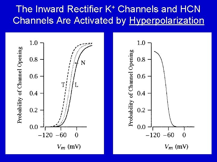 Probability of Channel Opening The Inward Rectifier K+ Channels and HCN Channels Are Activated