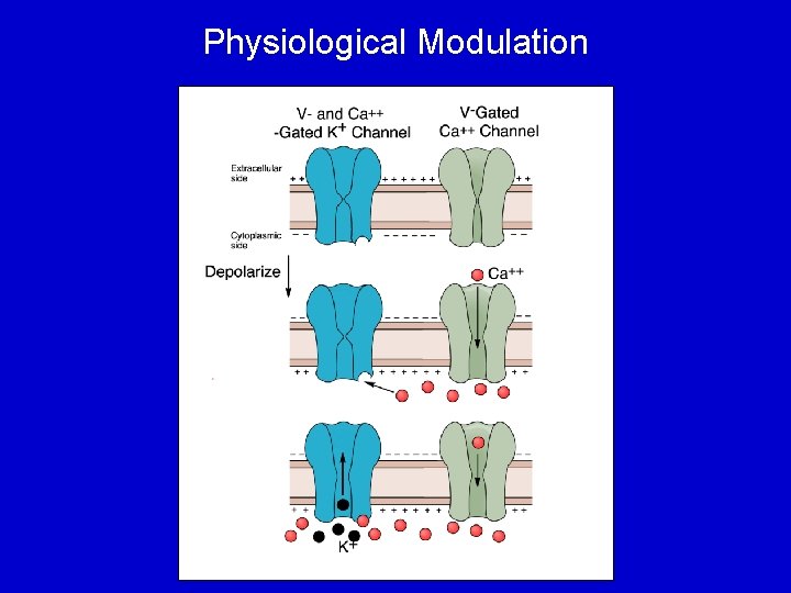 Physiological Modulation 