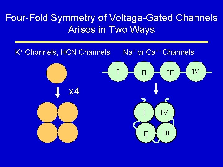 Four-Fold Symmetry of Voltage-Gated Channels Arises in Two Ways K+ Channels, HCN Channels Na+