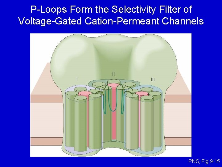 P-Loops Form the Selectivity Filter of Voltage-Gated Cation-Permeant Channels PNS, Fig 9 -15 