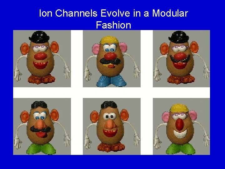 Ion Channels Evolve in a Modular Fashion 