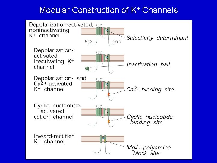 Modular Construction of K+ Channels 