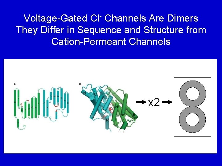 Voltage-Gated Cl- Channels Are Dimers They Differ in Sequence and Structure from Cation-Permeant Channels