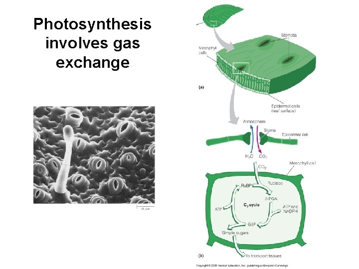 Photosynthesis involves gas exchange 