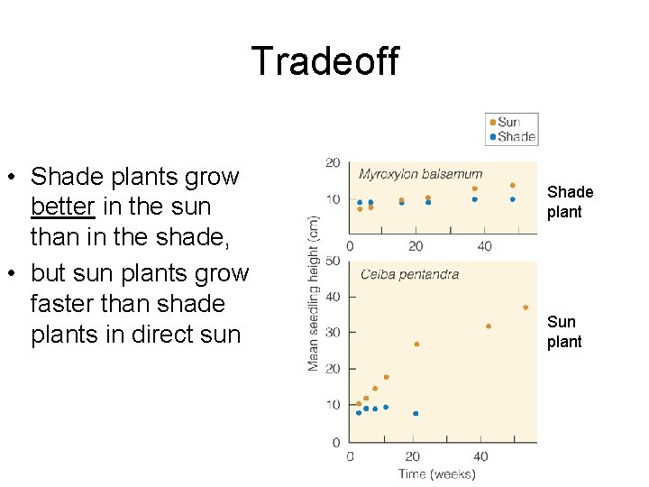 Tradeoff • Shade plants grow better in the sun than in the shade, •