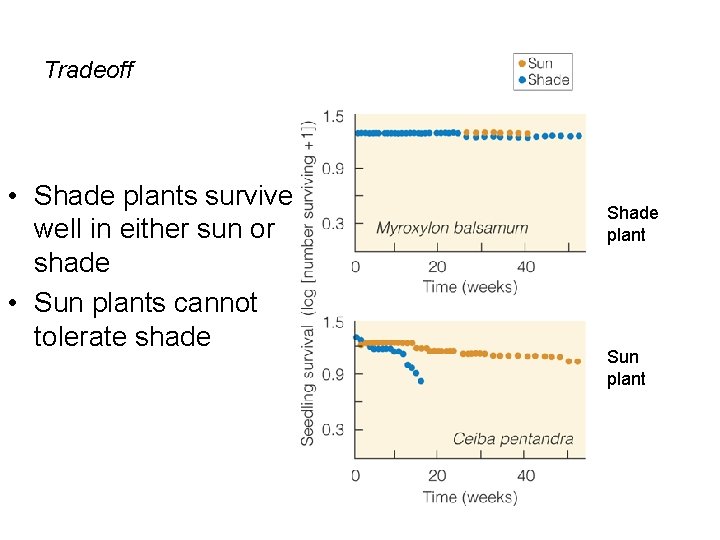 Tradeoff • Shade plants survive well in either sun or shade • Sun plants