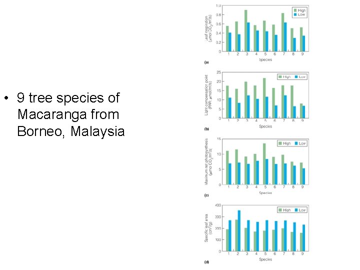  • 9 tree species of Macaranga from Borneo, Malaysia 