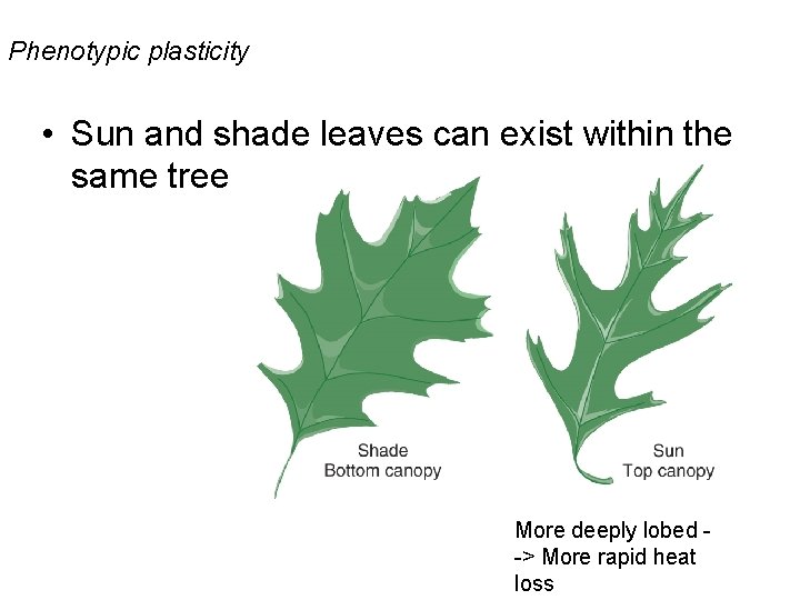 Phenotypic plasticity • Sun and shade leaves can exist within the same tree More