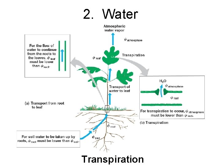 2. Water Transpiration 