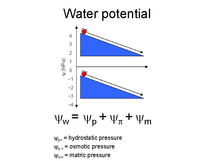 Water potential w = p + + m p= = hydrostatic pressure = =