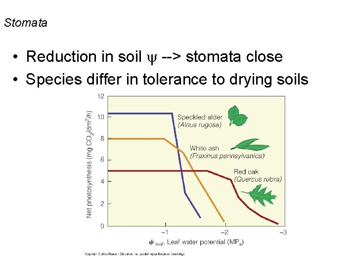 Stomata • Reduction in soil --> stomata close • Species differ in tolerance to