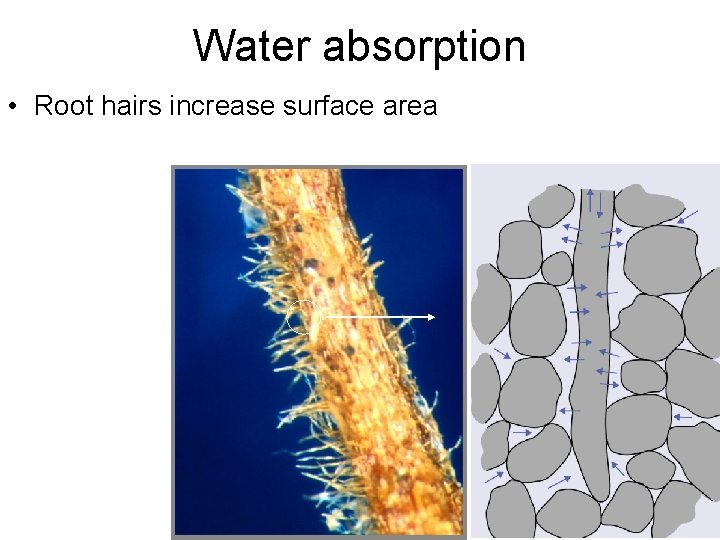 Water absorption • Root hairs increase surface area 