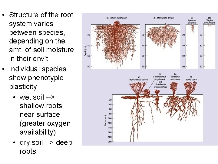  • Structure of the root system varies between species, depending on the amt.