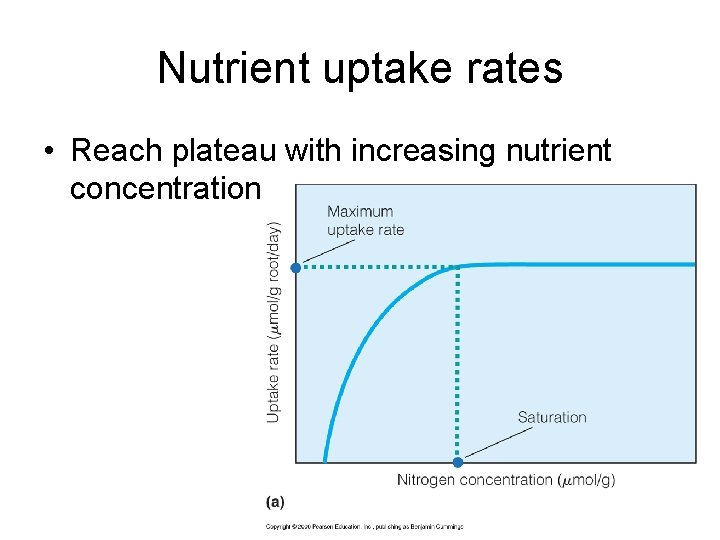 Nutrient uptake rates • Reach plateau with increasing nutrient concentration 