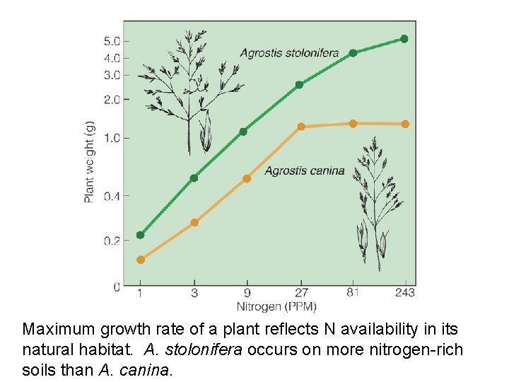 Maximum growth rate of a plant reflects N availability in its natural habitat. A.