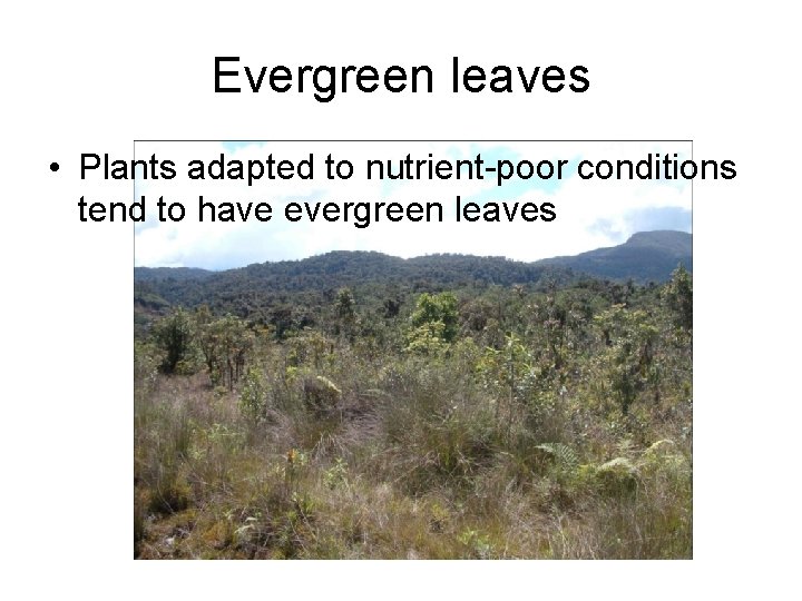 Evergreen leaves • Plants adapted to nutrient-poor conditions tend to have evergreen leaves 