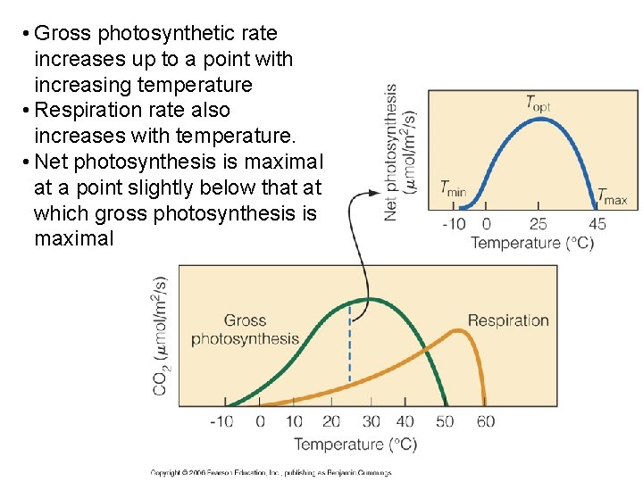  • Gross photosynthetic rate increases up to a point with increasing temperature •
