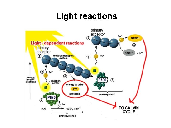 Light reactions 